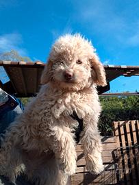 Lagotto Romagnolo