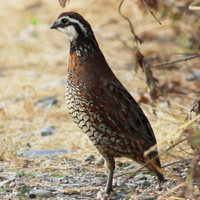 Colini della virginia