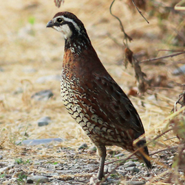 Colini della virginia