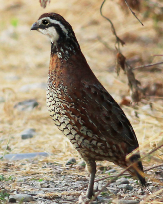 Colini della virginia