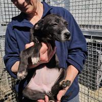 Ametista: 3 mesi taglia media