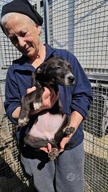 Ametista: 3 mesi taglia media