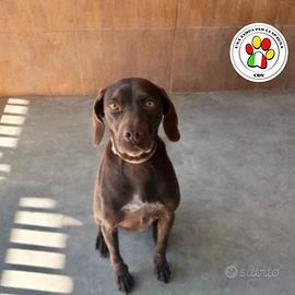 Brigitte splendida mix braco marrone 3 anni