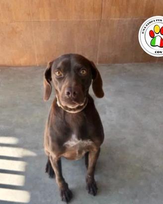 Brigitte splendida mix braco marrone 3 anni