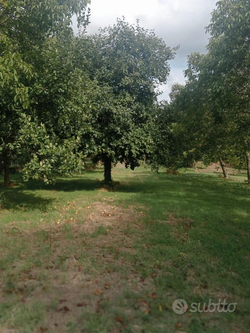 Ampio terreno di 8.000 mq con casolare - Vista 3