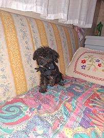 maltipoo cucciolo 