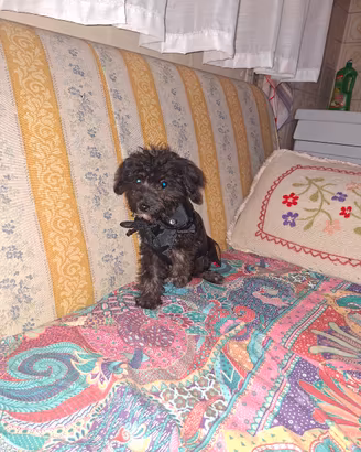 maltipoo cucciolo 