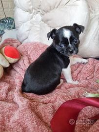 Chihuahua femminuccia