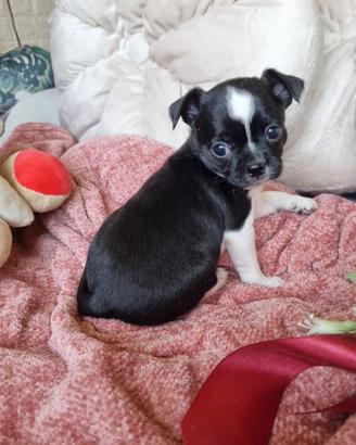 Chihuahua femminuccia