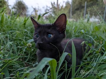 Gattina nera di 2 mesi