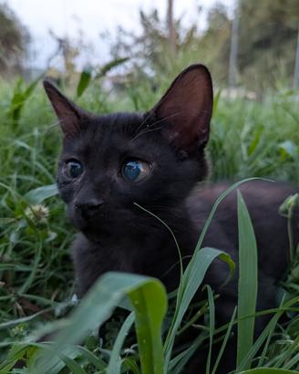 Gattina nera di 2 mesi