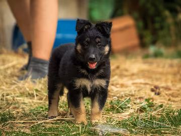 Cuccioli di Pastore Tedesco