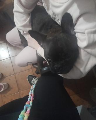 Bulldog francese di 9 mesi