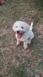 lagotto romagnolo 