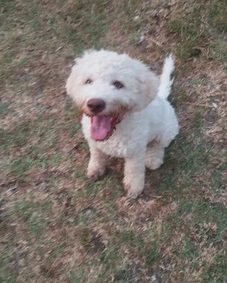 lagotto romagnolo 