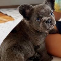 BULLDOG FRANCESE CUCCIOLI - BOULEDOGUE pag rateale
