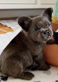 BULLDOG FRANCESE CUCCIOLI - BOULEDOGUE pag rateale