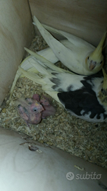 Pappagalli calopsite allevati e coppie riprodutti