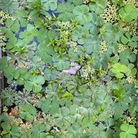 ninfee palustri galleggianti e ossigenati 