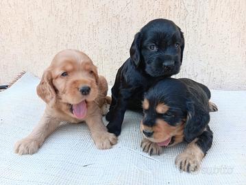 Cocker spaniel inglese cuccioli vari colori