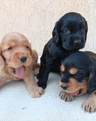 Cocker spaniel inglese cuccioli vari colori