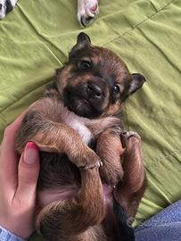 Meraviglioso cucciolo incrocio Jack Russell