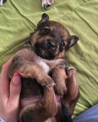 Meraviglioso cucciolo incrocio Jack Russell