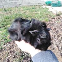 Porcellino d'India / Cavia