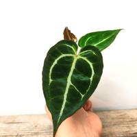 Anthurium Crystallinum - vaso 6 cm