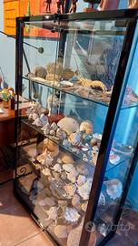 VETRINA CON COLLEZIONE DI MALACOLOGIA