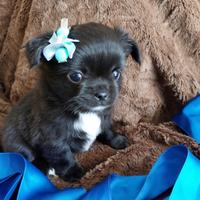 Chihuahua con pedigree ENCI