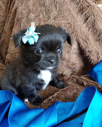 Chihuahua con pedigree ENCI