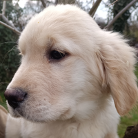 Golden retriever angloamericano