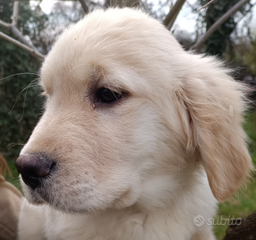 Golden retriever angloamericano