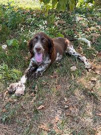 Setter inglese cucciolo