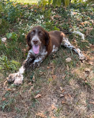 Setter inglese cucciolo