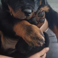 Rottweiler cucciolo con pedigree vaccini microchip