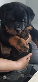 Rottweiler cucciolo con pedigree vaccini microchip