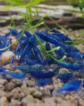 Caridine blu