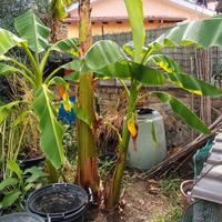 piante di banano