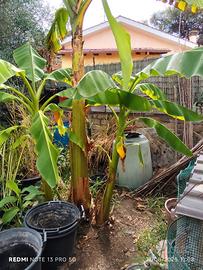 piante di banano