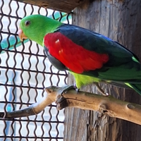 Pappagalli Parrocchetti ali cremisi