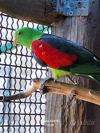 Pappagalli Parrocchetti ali cremisi