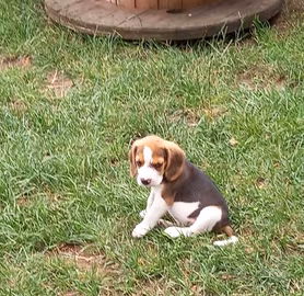 Beagle Elizabeth tricolori