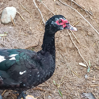 Maschi anatre mute colorazione nera