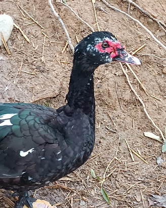 Maschi anatre mute colorazione nera