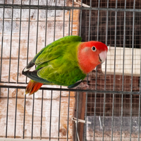 Inseparabili