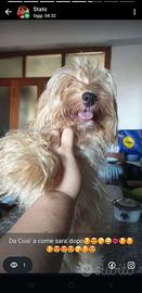 Cucciolo barboncino toy
