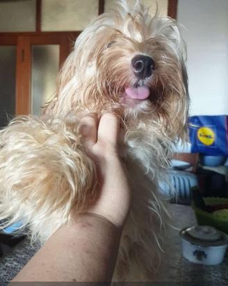 Cucciolo barboncino toy