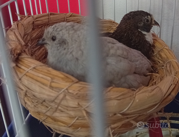 Pulcini quaglie cinese